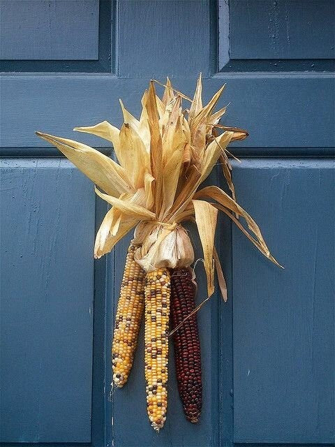 Harvest Corn